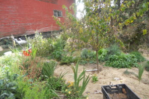 Lawn Fertilizing Joplin MO