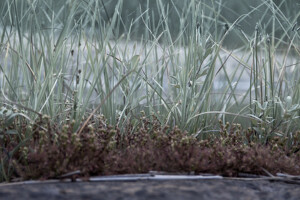 Lawn Fertilizing Joplin MO