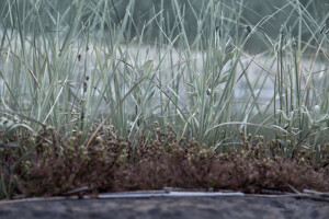 Lawn Fertilizing Joplin MO