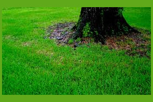 Lawn Fertilizing Joplin MO