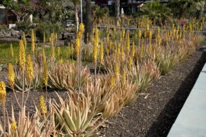 Planting Landscaping Joplin MO