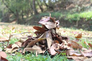 Leaf Removal Joplin MO